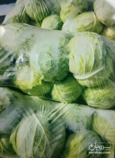 فروش کلم برگی سفید