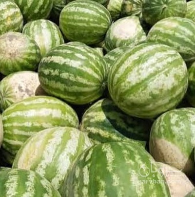 فروش هندوانه