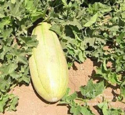 فروش خربزه