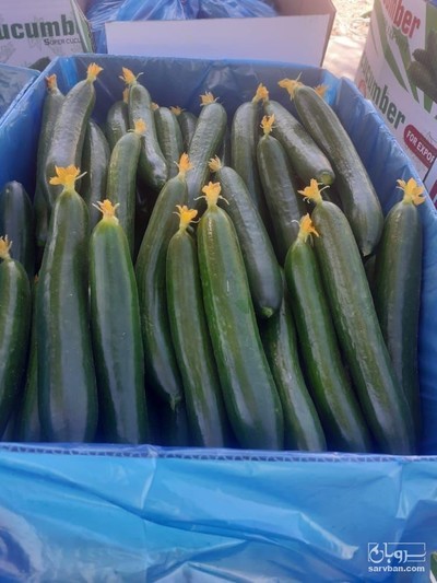فروش خیار گلخانه ای