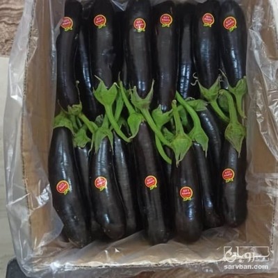 فروش بادمجان