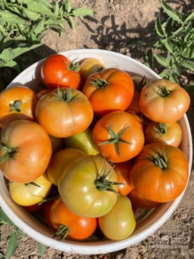 فروش گوجه فرنگی 8320