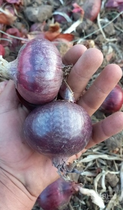 فروش پیاز قرمز