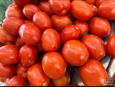 فروش گوجه فرنگی