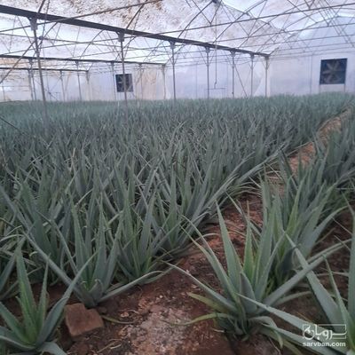 فروش آلوئه ورا پاجوش