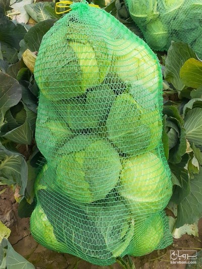 فروش کلم برگی سفید