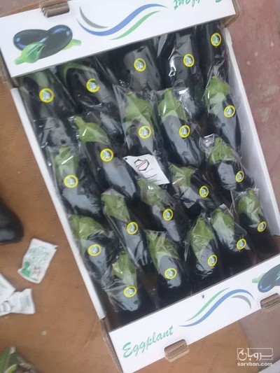 فروش بادمجان دلمه ای گلخانه ای