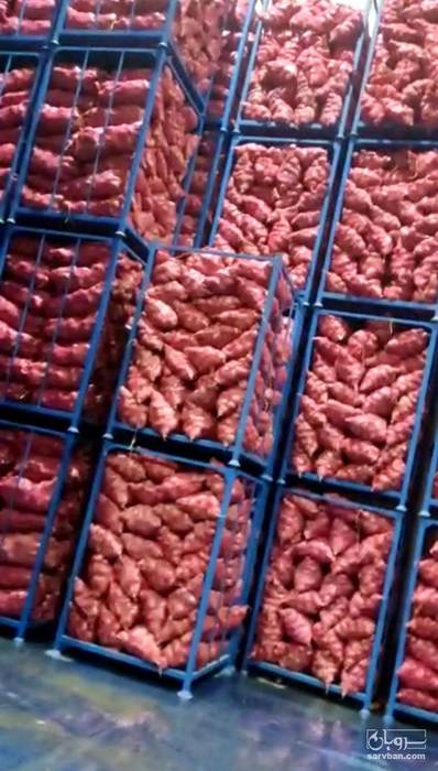 فروش سیب زمینی سانتا