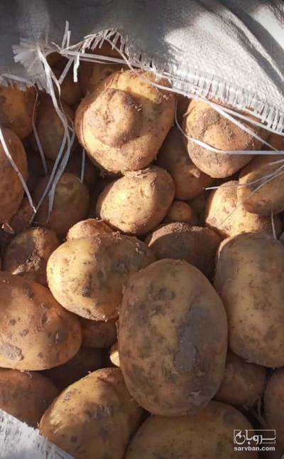 فروش سیب زمینی