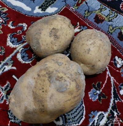 فروش سیب زمینی