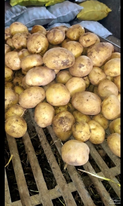 فروش سیب زمینی  بذری کلومبا ۹۹