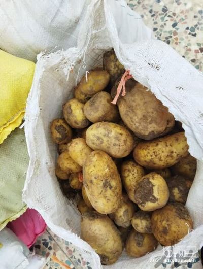 فروش سیب زمینی