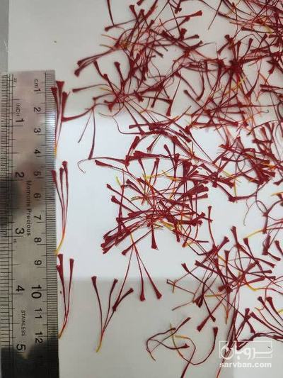 فروش زعفران سر گل