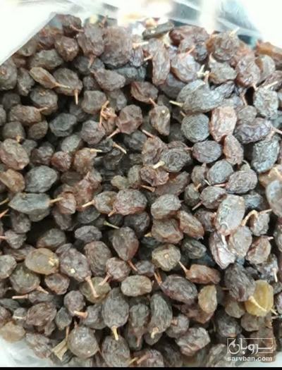 فروش کشمش افتابی