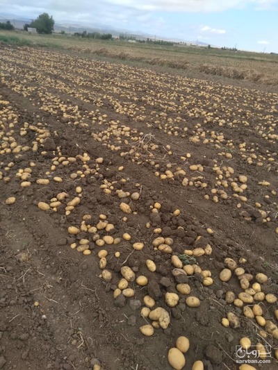 فروش سیب زمینی اگریا