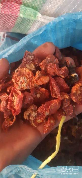 فروش گوجه خشک