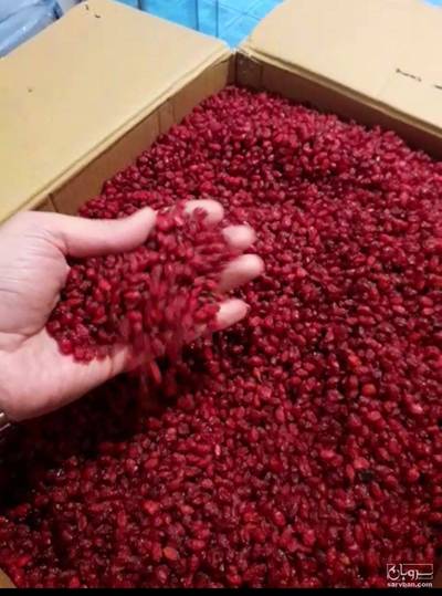 فروش زرشک اناری