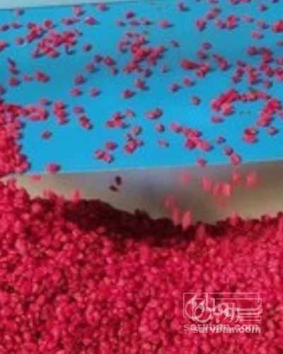 فروش زرشک اناری