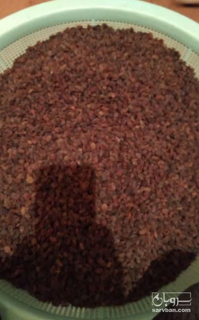 فروش کشمش پلویی