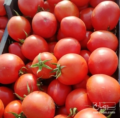 فروش گوجه فرنگی متین