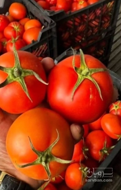 فروش گوجه فرنگی بروبیو صادراتی