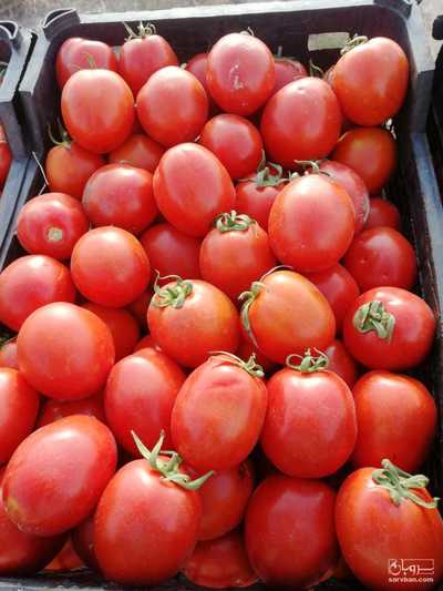 بروبیا متین 8320