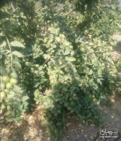 فروش نهال پرتقال