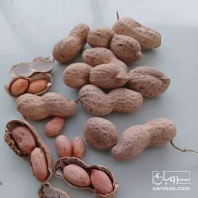 فروش بادام زمینی خام