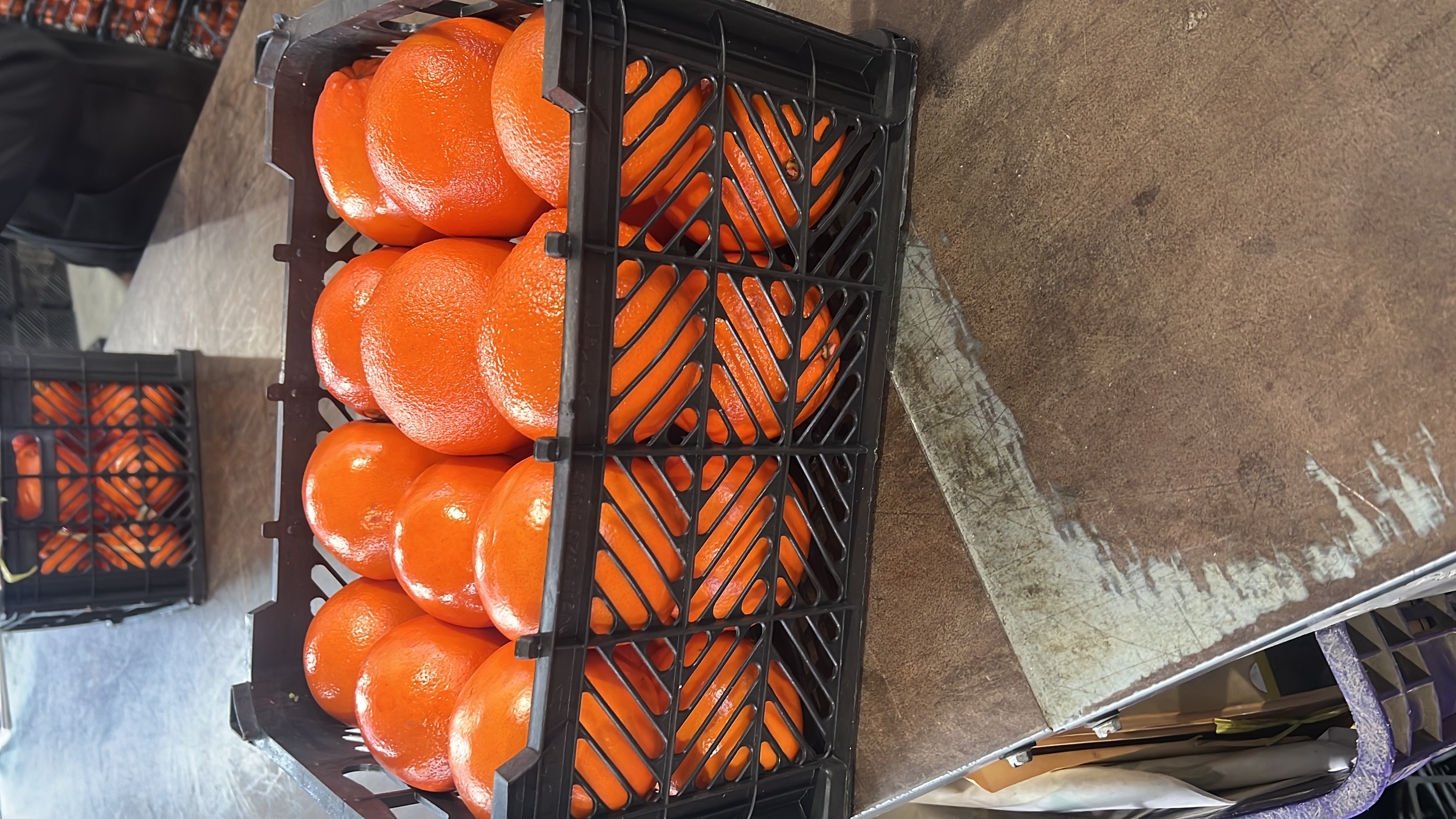 فروش پرتقال