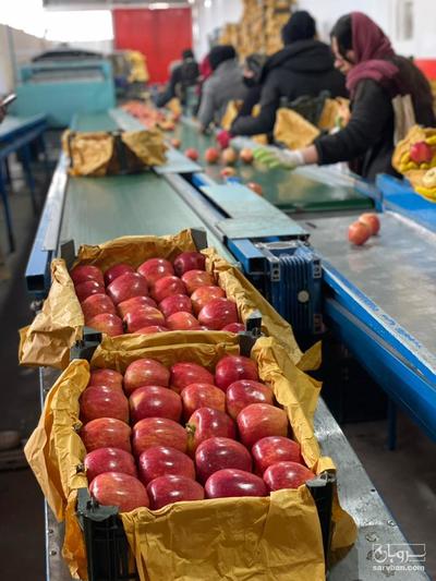 فروش سیب قرمز