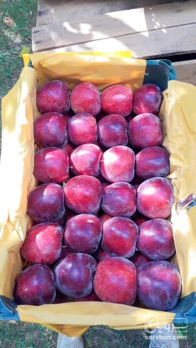 فروش سیب قرمز