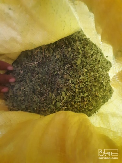 فروش آویشن کوهی شیرازی