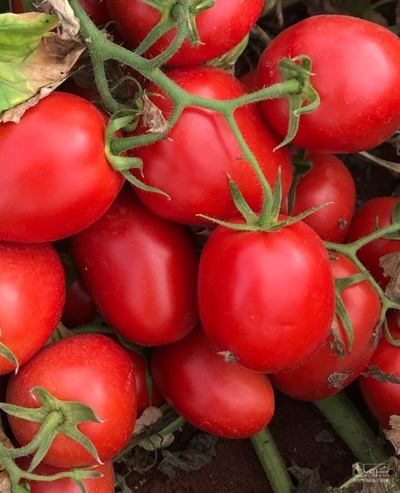 فروش گوجه فرنگی