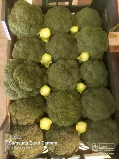 فروش کلم بروکلی