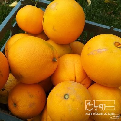 فروش پرتقال