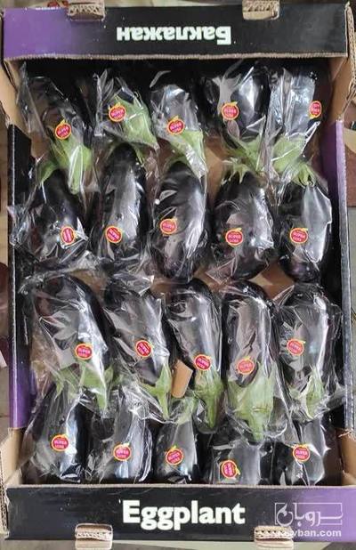 فروش بادمجان لامپی