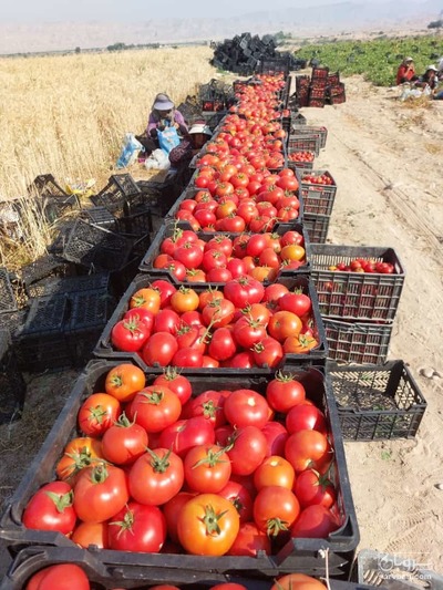 فروش گوجه فرنگی