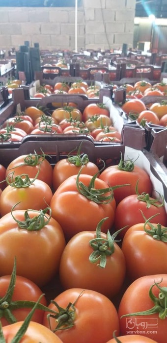 فروش گوجه فرنگی گلخانه 4129