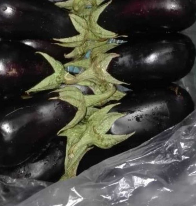 فروش بادمجان گلخانه ایی