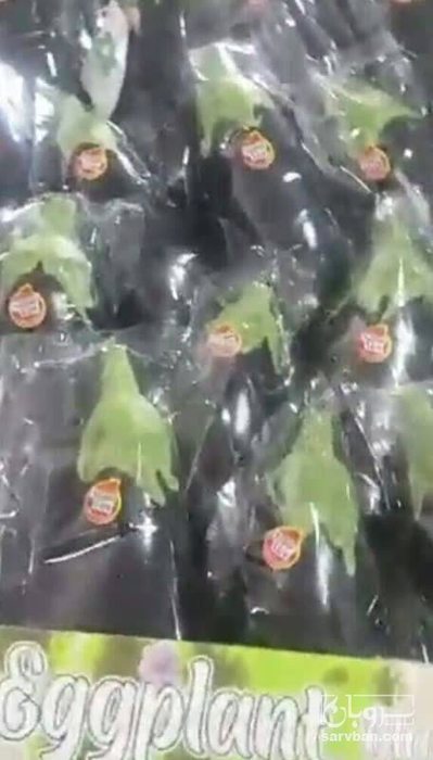 فروش بادمجان لامپی