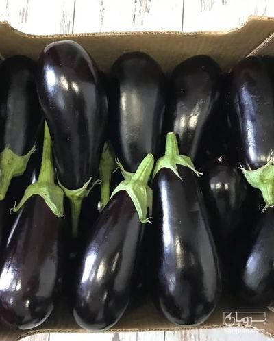 فروش بادمجان لامپی