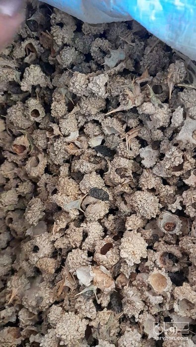 فروش مارتیغال