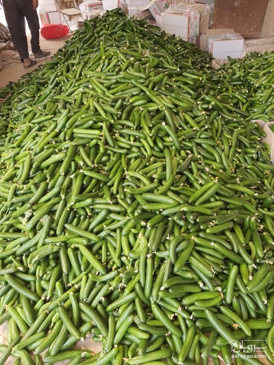 فروش خیار هوا آزاد