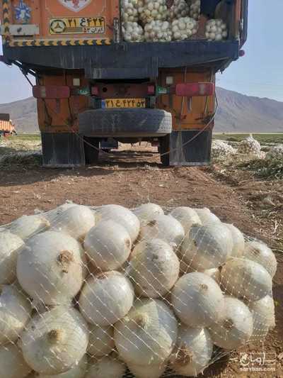 فروش پیاز سفید