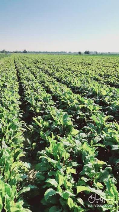 فروش اسفناج