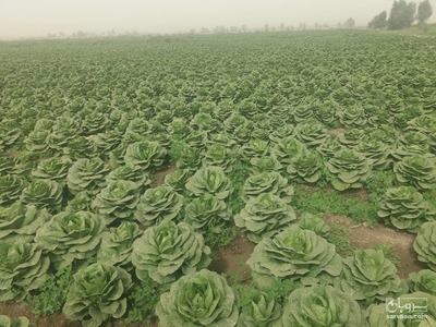 فروش کاهو ایسبرگ