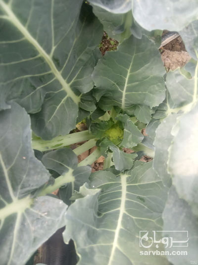 فروش کلم بروکلی