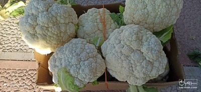 فروش گل کلم