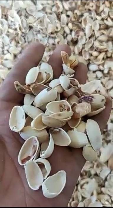 فروش پوست پسته