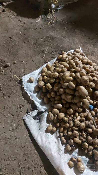 فروش سیب زمینی بامبا